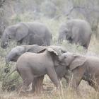 Baby Elephants