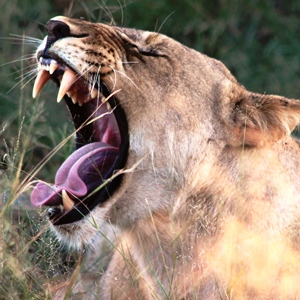 South Africa Tour Hotels - Standard